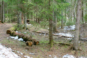 A fallen tree in a coniferous forest, close-up