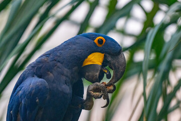 Hiacynth macaws in Pantanal, Brzail
