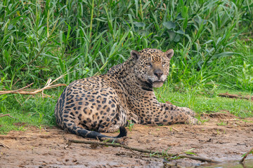Jaguar in Pantanal, Brazil