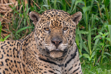 Jaguar in Pantanal, Brazil