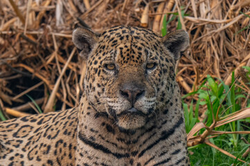 Jaguar in Pantanal, Brazil