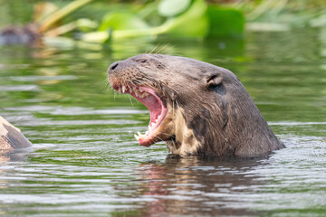 giant ottert, Brazil