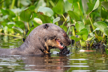 Giant otter in Pantanal, Brazil