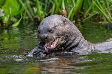 Giant otter in Pantanal, Brazil