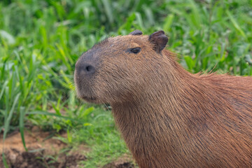 Capybara, Brazil