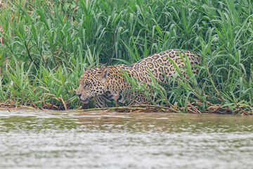 Jaguar in Pantanal, Brazil