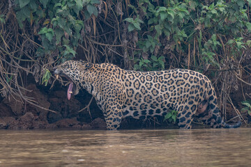 Jaguar in Pantanal, Brazil