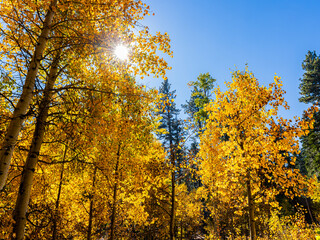 Forest of Golden Quaking Aspen Trees, Lake Tahoe, California, USA