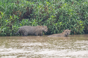 Jaguar in Pantanal, Brazil