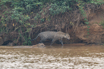 Jaguar in Pantanal, Brazil