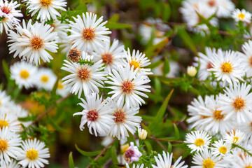 daisies