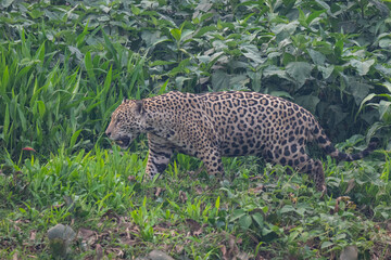 Jaguar in Pantanal, Brazil