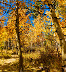 Obraz premium Forest of Golden Quaking Aspen Trees, Lake Tahoe, California, USA