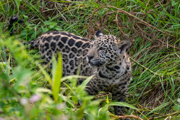 Cute jaguar cub