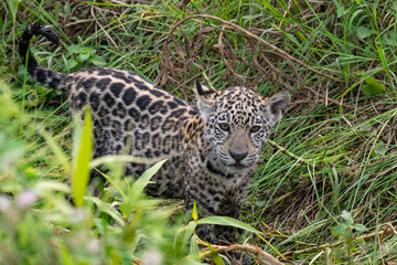 Cute jaguar cub