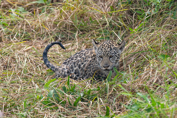 Cute jaguar cub © Stanislav