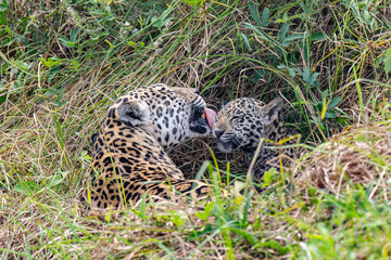 Cute jaguar cub