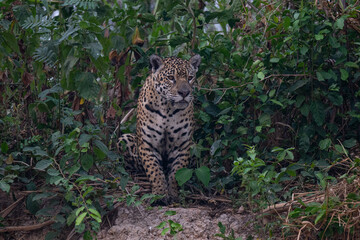 Jaguar in Pantanal, Brazil