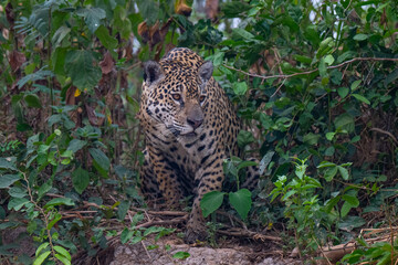 Jaguar in Pantanal, Brazil