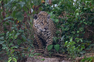 Jaguar in Pantanal, Brazil