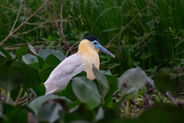 Birds of Pantanal, Brazil