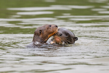 Fototapeta premium Giant otter ,Pantanal, Brazil