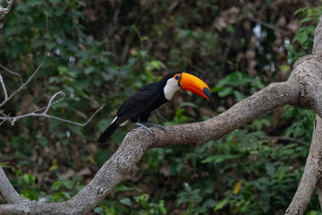 Toucan in Brazil