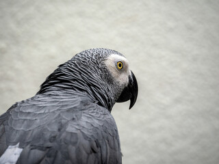Grey Parrot or African grey parrot