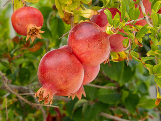 Pomegranate tree branch with fresh red pomegranates