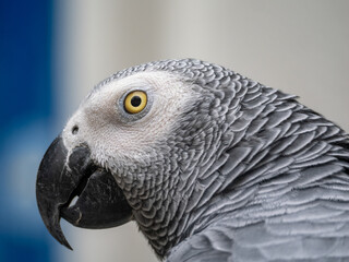 Grey Parrot or African grey parrot