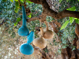 Calabashes hung from a tree