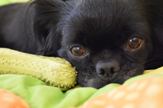 Sweet dog 