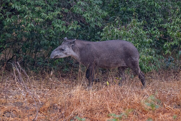 Tapir in Pantanal, Brazil