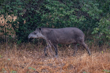 Tapir in Pantanal, Brazil