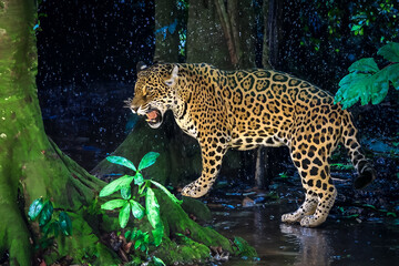South American jaguar (Panthera onca). Tropical feline 