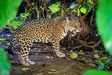South American jaguar (Panthera onca). Tropical feline 