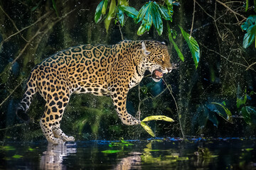 South American jaguar (Panthera onca). Tropical feline 