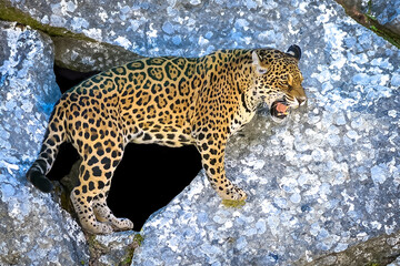 South American jaguar (Panthera onca). Tropical feline 