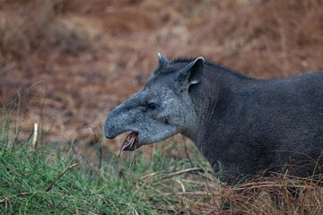 Tapir in Pantanal, Brazil