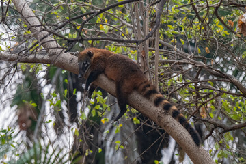 Coati, Brazil