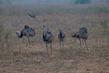 Naklejka premium Birds of Pantanal, Brazil