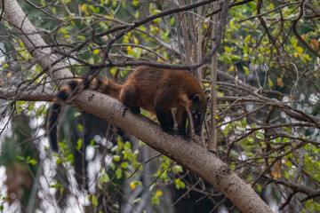 Coati, Brazil