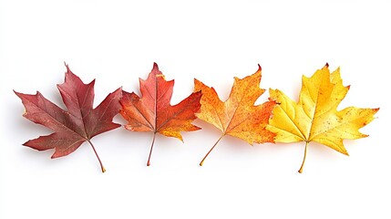 Fototapeta premium maple autumn leaves on white isolated background