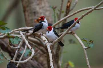 Birds of Pantanal, Brazil
