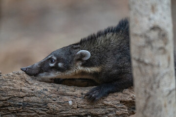 Coati, Brazil