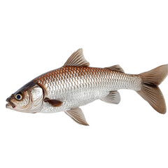 Obraz premium Fresh Silver Carp Fish Aquatic Animal River Fish Seafood Close up Photo