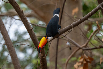 Toucan, Brazil