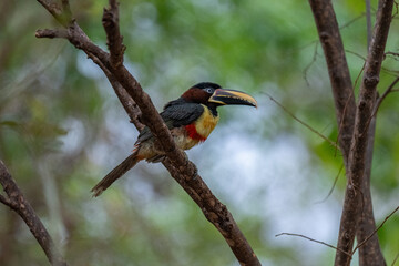 Toucan, Brazil