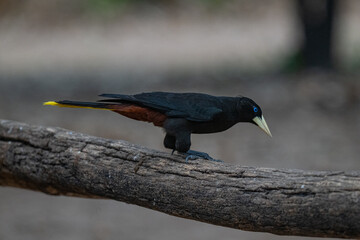 Birds of Pantanal, Brazil