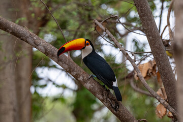 Toucan, Brazil